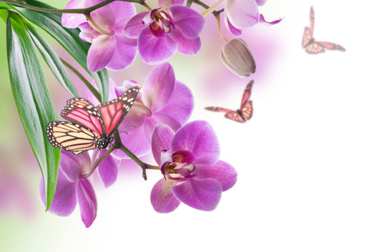 812827 (a): :2500x1720